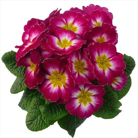 Foto de variedad de flores para ser usadas como: Maceta y planta de temporada Primula acaulis, veris, vulgaris Primabella Purple