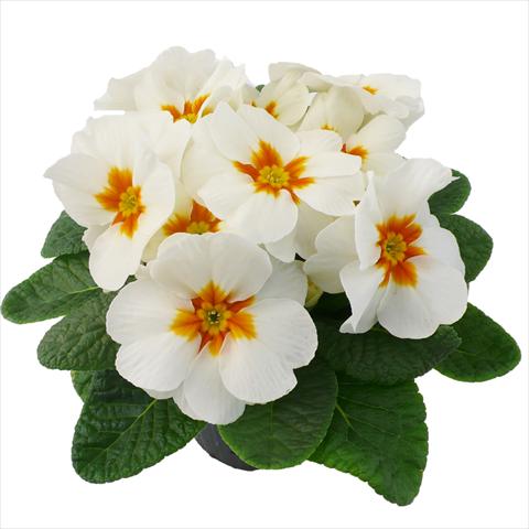 Foto de variedad de flores para ser usadas como: Maceta y planta de temporada Primula acaulis, veris, vulgaris Primabella White
