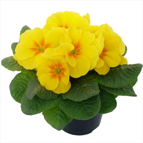 Foto de variedad de flores para ser usadas como: Maceta y planta de temporada Primula acaulis, veris, vulgaris Primabella Yellow