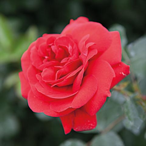Foto de variedad de flores para ser usadas como: Maceta y planta de temporada Rosa Tea Scarlet Bonica