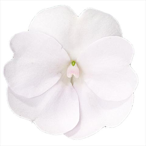 Foto de variedad de flores para ser usadas como: Maceta o cesta de trasplante Impatiens N. Guinea Sunpatiens Clear White