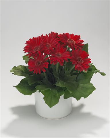Foto de variedad de flores para ser usadas como: Tarrina de colgar / Maceta Gerbera jamesonii Royal Mini Red