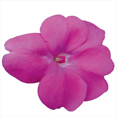 Foto de variedad de flores para ser usadas como: Maceta o cesta de trasplante Impatiens N. Guinea Sunpatiens Hot Lilac