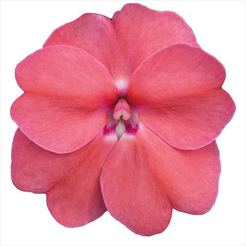 Foto de variedad de flores para ser usadas como: Maceta o cesta de trasplante Impatiens N. Guinea Sunpatiens Pink Pearl