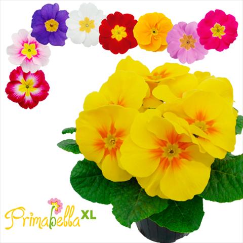 Foto de variedad de flores para ser usadas como: Maceta y planta de temporada Primula acaulis, veris, vulgaris Primabella XL