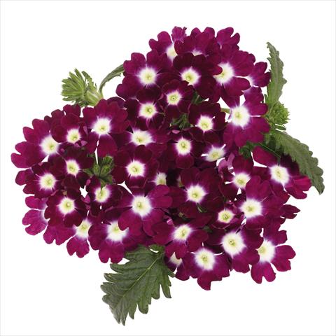Foto de variedad de flores para ser usadas como: Maceta Verbena hybrida Majesty Burgundy Charme