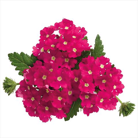 Foto de variedad de flores para ser usadas como: Maceta Verbena hybrida Majesty Hot Pink Charme