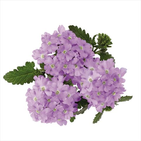 Foto de variedad de flores para ser usadas como: Maceta Verbena hybrida Majesty Lavender