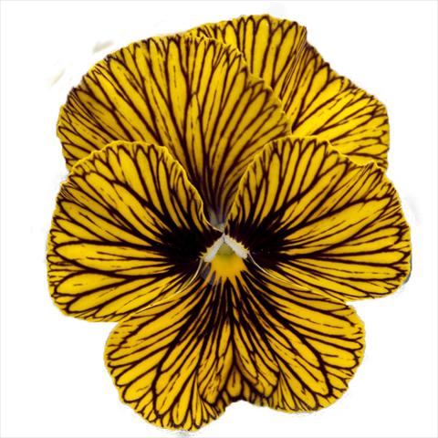 Foto de variedad de flores para ser usadas como: Maceta o cesta de trasplante Viola wittrockiana Superba Mini Tiger