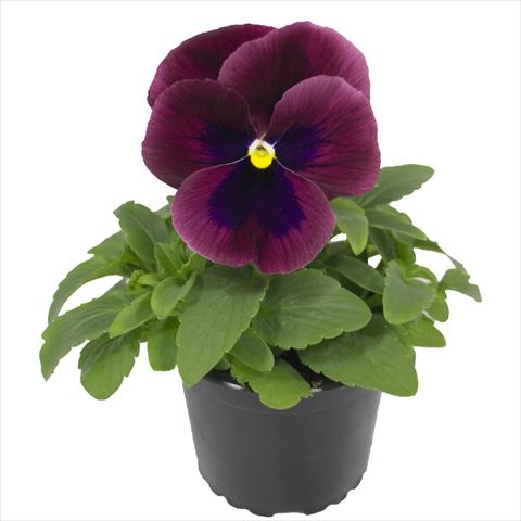 Foto de variedad de flores para ser usadas como: Maceta o cesta de trasplante Viola wittrockiana Viola Superba Xpress Carmine with Blotch