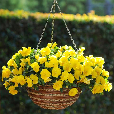 Foto de variedad de flores para ser usadas como: Maceta o cesta de trasplante Viola wittrockiana Viola Superba Basket Yellow