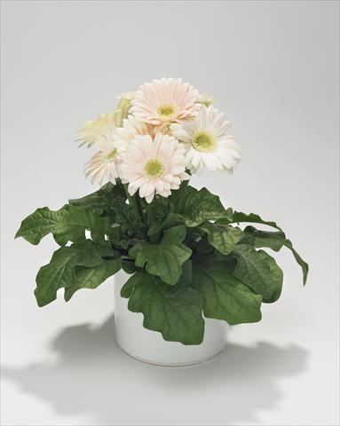Foto de variedad de flores para ser usadas como: Tarrina de colgar / Maceta Gerbera jamesonii Royal Mini White Soft Pink