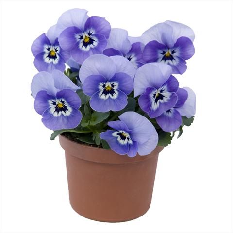Foto de variedad de flores para ser usadas como: Maceta y planta de temporada Viola wittrockiana Viola Superba Mini Marina