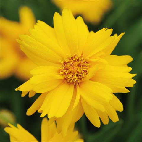 Foto de variedad de flores para ser usadas como: Maceta y planta de temporada Coreopsis grandiflora Sun Up