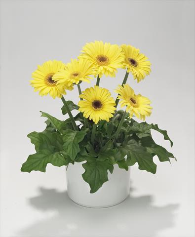 Foto de variedad de flores para ser usadas como: Tarrina de colgar / Maceta Gerbera jamesonii Royal Mini Yellow
