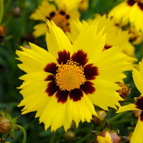 photo of flower to be used as: Pot and bedding Coreopsis grandiflora SunKiss