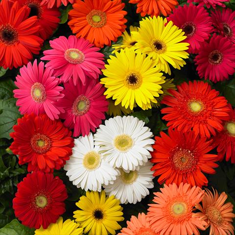 Foto de variedad de flores para ser usadas como: Maceta y planta de temporada Gerbera jamesonii Mega Revolution F1 Mix