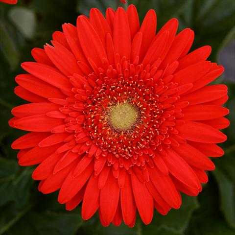 Foto de variedad de flores para ser usadas como: Maceta y planta de temporada Gerbera jamesonii Mega Revolution F1 Scarlet Red with Light Eye
