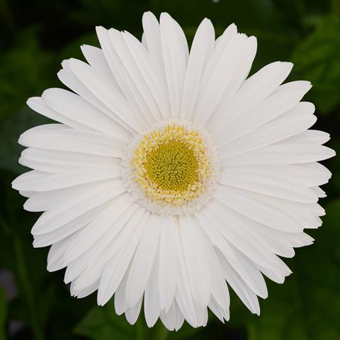 Foto de variedad de flores para ser usadas como: Maceta y planta de temporada Gerbera jamesonii Mega Revolution F1 White with Light Eye