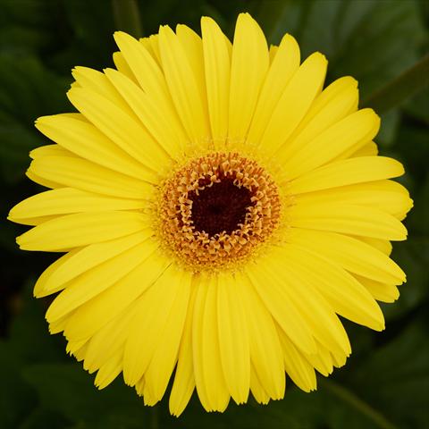 Foto de variedad de flores para ser usadas como: Maceta y planta de temporada Gerbera jamesonii Mega Revolution F1 Yellow with Dark Eye Improved