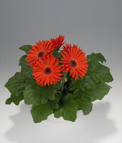 Foto de variedad de flores para ser usadas como: Tarrina de colgar / Maceta Gerbera jamesonii Royal Orange Scarlet