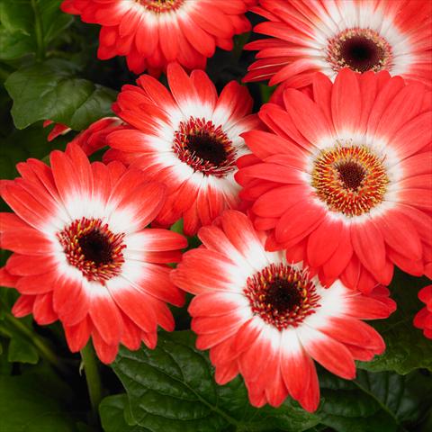 Foto de variedad de flores para ser usadas como: Maceta y planta de temporada Gerbera jamesonii Revolution F1 Bicolor Red White