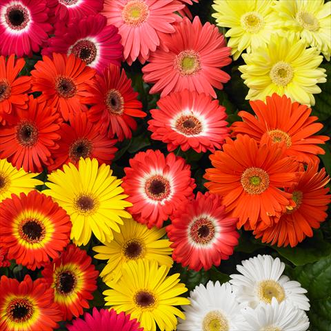 Foto de variedad de flores para ser usadas como: Maceta y planta de temporada Gerbera jamesonii Revolution F1 Mix