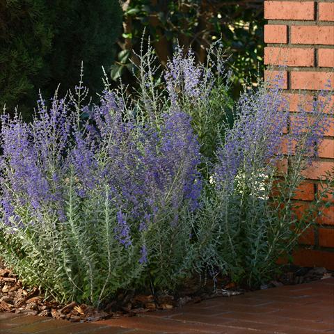 Foto de variedad de flores para ser usadas como: Patio, planta de temporada Perovskia Top Perovskia Blue Steel