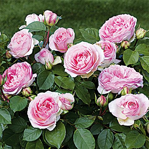 Foto de variedad de flores para ser usadas como: Maceta y planta de temporada Rosa Tea Rosaio a fiori raggruppati Sophia Romantica®