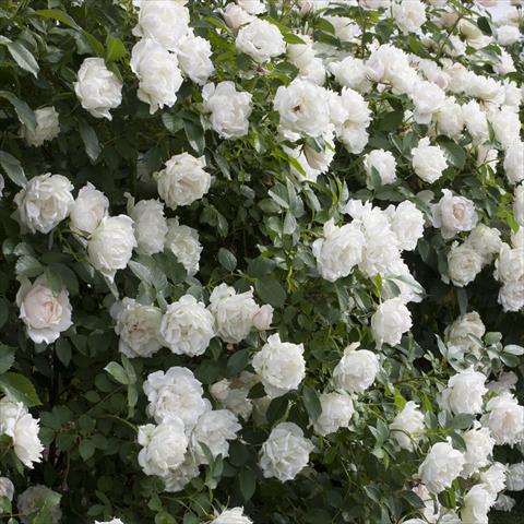 Foto de variedad de flores para ser usadas como: Maceta y planta de temporada Rosa paesaggistica Rosaio paesaggistico Crème Chantilly®