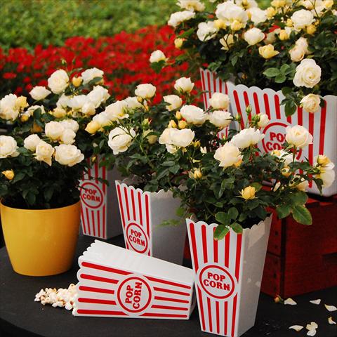 Foto de variedad de flores para ser usadas como: Maceta y planta de temporada Rosa paesaggistica Rosaio paesaggistico Popcorn Drift®