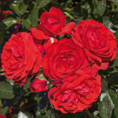 Foto de variedad de flores para ser usadas como: Maceta y planta de temporada Rosa paesaggistica Rosaio paesaggistico Scarlet Bonica®