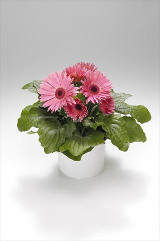 Foto de variedad de flores para ser usadas como: Tarrina de colgar / Maceta Gerbera jamesonii Royal Pastel Pink