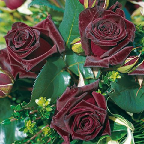 Foto de variedad de flores para ser usadas como: Maceta y planta de temporada Rosa Tea Black Baccara®