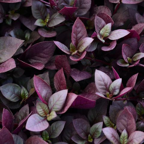 Foto de variedad de flores para ser usadas como: Maceta y planta de temporada Alternanthera Purple Prince