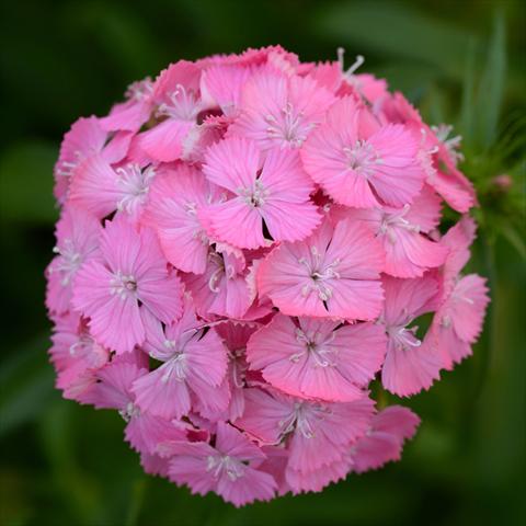 Foto de variedad de flores para ser usadas como: Maceta y planta de temporada Dianthus barbatus Sweet F1 Deep Pink