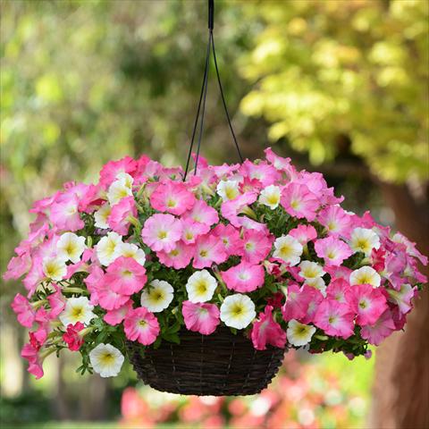 Foto de variedad de flores para ser usadas como: Tarrina de colgar / Maceta 2 Combo Fuseables® All-Wave Petunia Rise N Shine