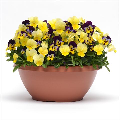 Foto de variedad de flores para ser usadas como: Maceta o cesta de trasplante 2 Combo Fuseables® Sunglow