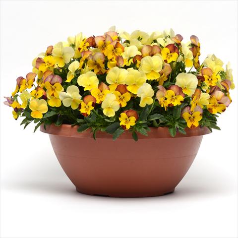 Foto de variedad de flores para ser usadas como: Maceta o cesta de trasplante Viola hybrida Fuseables® Sunset Boulevard