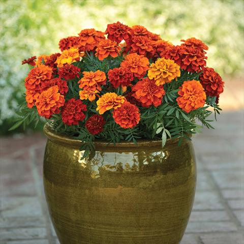 Foto de variedad de flores para ser usadas como: Maceta y planta de temporada Tagetes patula Fireball