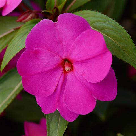 Foto de variedad de flores para ser usadas como: Maceta y planta de temporada Impatiens N. Guinea Divine F1 Orchid