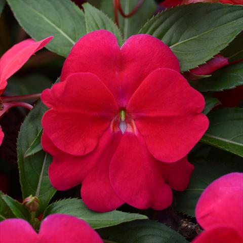 Foto de variedad de flores para ser usadas como: Maceta y planta de temporada Impatiens N. Guinea Divine F1 Lipstick