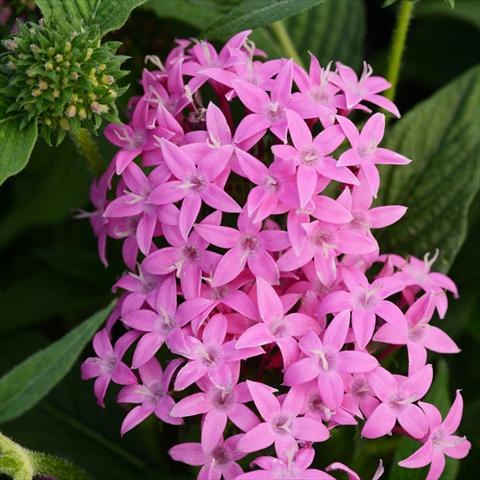 Foto de variedad de flores para ser usadas como: Maceta y planta de temporada Pentas lanceolata Butterfly F1