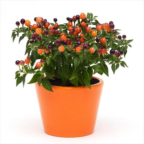 Foto de variedad de flores para ser usadas como: Maceta y planta de temporada Capsicum annuum Hot Pops Purple