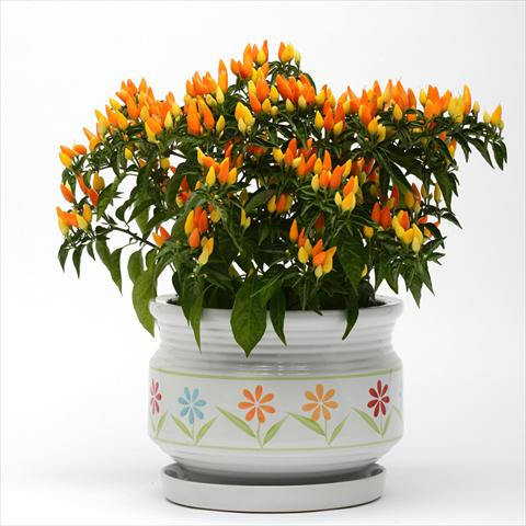 Foto de variedad de flores para ser usadas como: Maceta y planta de temporada Capsicum annuum Sedona Sun