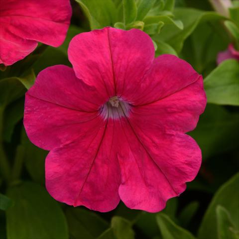 Foto de variedad de flores para ser usadas como: Maceta y planta de temporada Petunia hybrida Lo Rider® F1 Rose