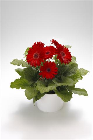 Foto de variedad de flores para ser usadas como: Tarrina de colgar / Maceta Gerbera jamesonii Royal Red