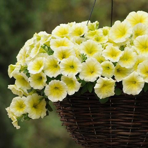Foto de variedad de flores para ser usadas como: Maceta y planta de temporada Petunia hybrida Easy Wave® F1 Yellow