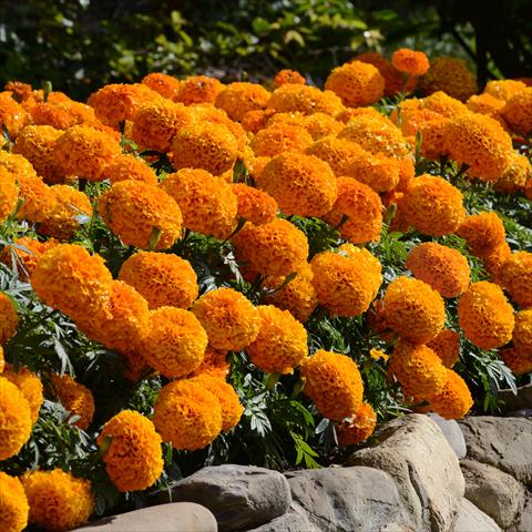 Foto de variedad de flores para ser usadas como: Maceta y planta de temporada Tagetes erecta Marvel F1 Orange Improved