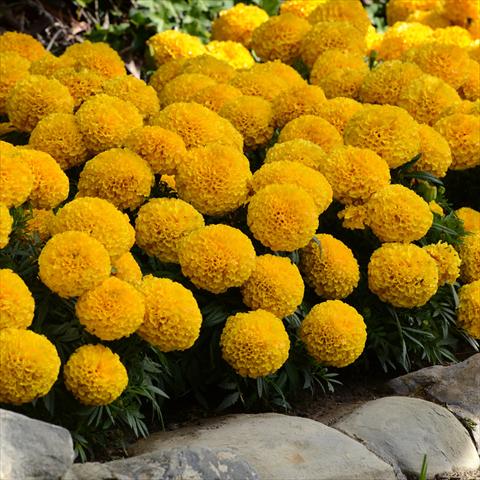 Foto de variedad de flores para ser usadas como: Maceta y planta de temporada Tagetes erecta Taishan® F1 Gold Improved
